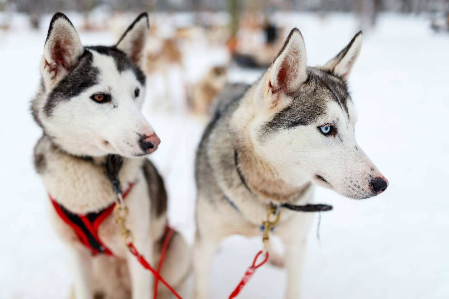 Rovaniemi, Finland