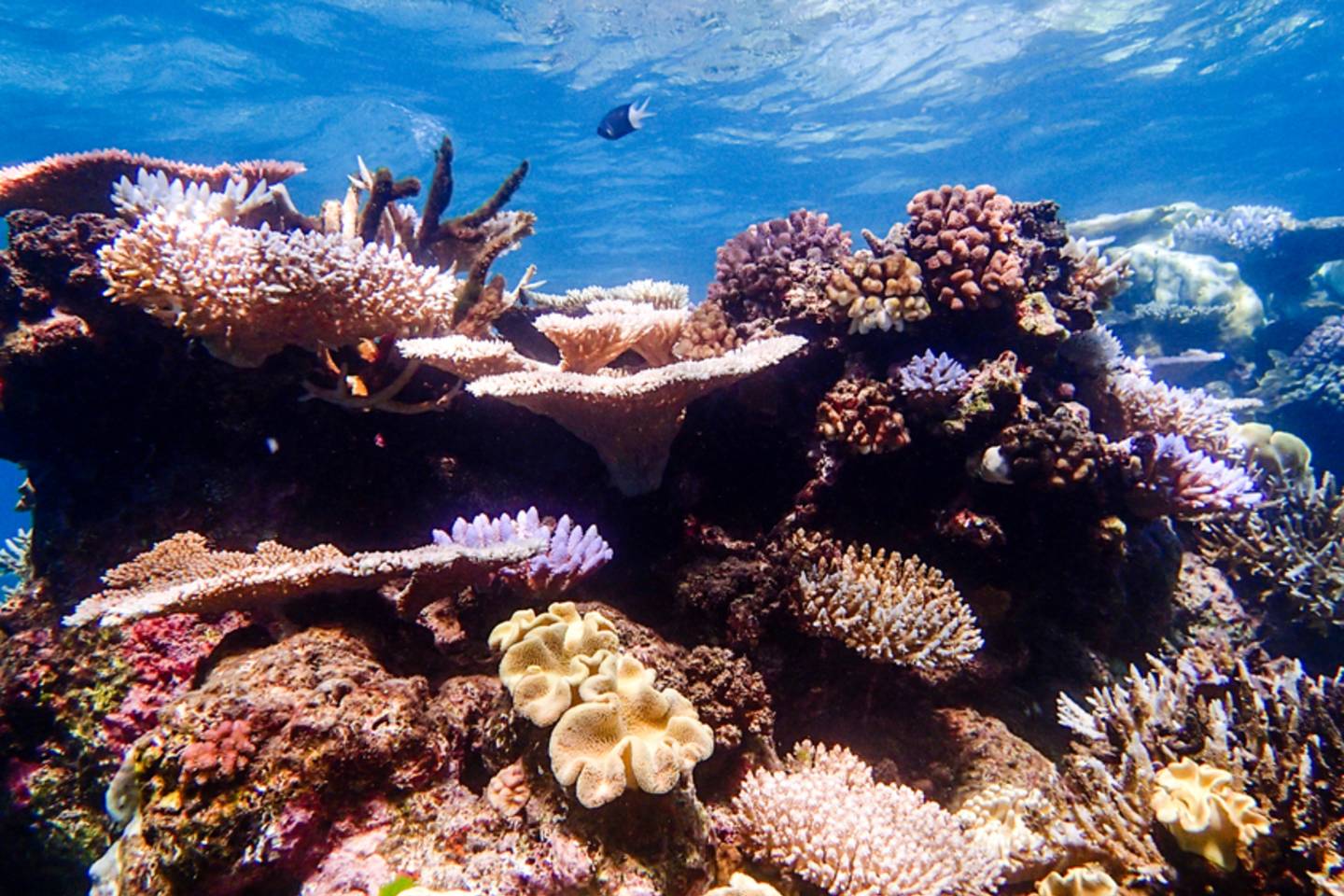 Great Barrier Reef, Australia