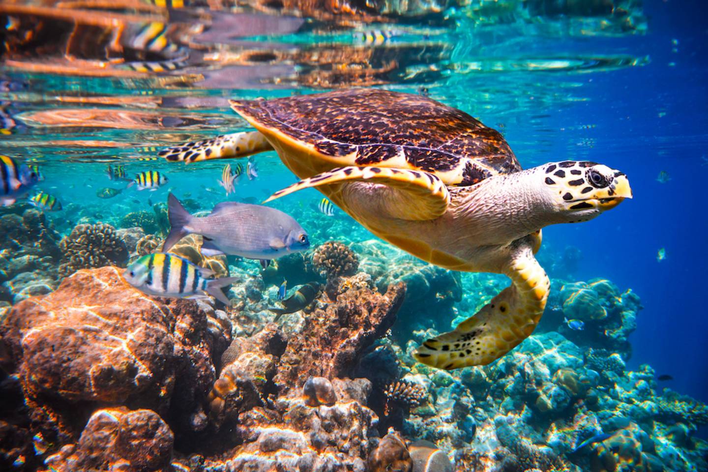 Hawksbill Turtle floats under water in a Maldives reef.