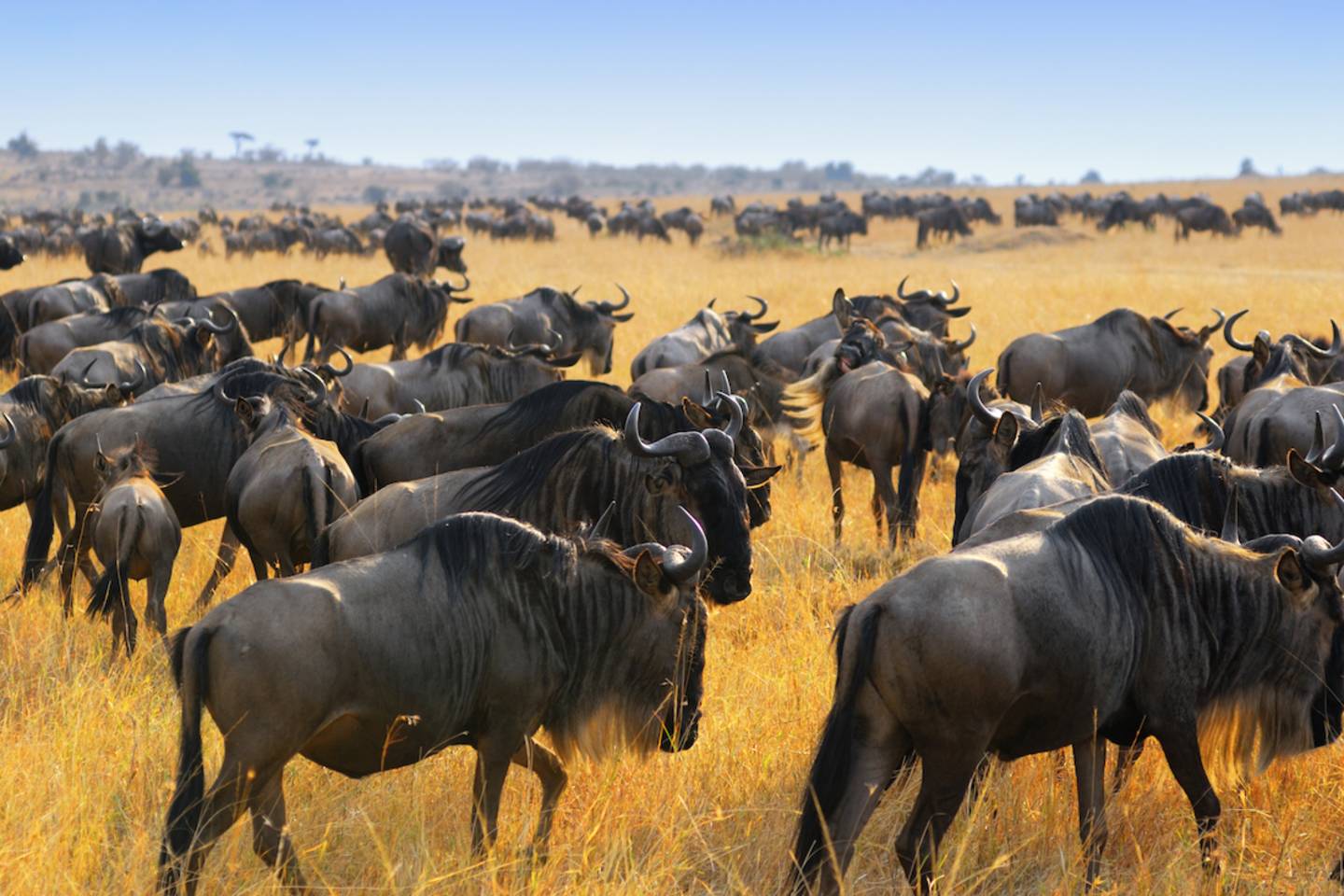 Wildebeast Kenya